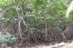 Rhizophora mucronata